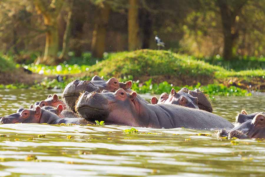 Hippopotamus, Lake Naivasha